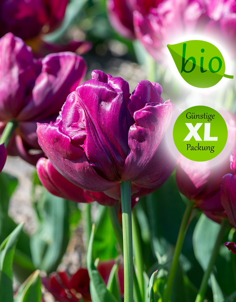 Tulpe  Tulipa 'Alison Bradley', BIO - XL-Vorteilspackung