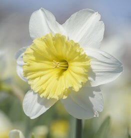 Narzisse  Narcissus 'Ice Follies'