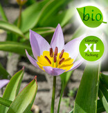 Tulpe  Tulipa saxatilis, BIO - XL-Vorteilspackung