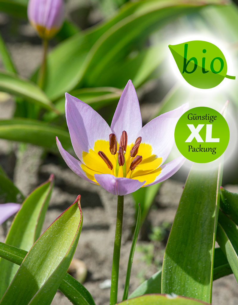 Tulpe  Tulipa saxatilis, BIO - XL-Vorteilspackung