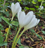 Herbstzeitlose  Colchicum speciosum 'Album' (Herbst-Zeitlose)