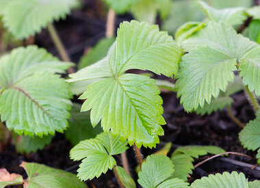 FRAGARIA - Wald-Erdbeere