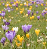 Krokus (Frühlings)  Crocus vernus 'Jeanne d'Arc' (Frühlings-Krokus) - Stinsenpflanze, BIO