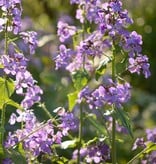 Griechischer Judas-Pfennig  Lunaria annua 'Kastoria' (Saatgut) (Griechischer Judas-Pfennig)