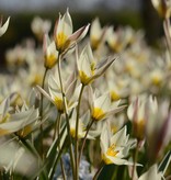 Tulpe (Wild)  Tulipa turkestanica, BIO