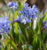 Blaustern (Zweiblättriger)  Scilla bifolia (Zweiblättriger Blaustern) - Stinsenpflanze - 200 Stück für 8m2
