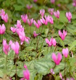 Garten-Alpenveilchen (Frühlings)  Cyclamen coum (Frühlings-Garten-Alpenveilchen)