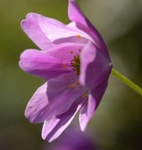 Buschwindröschen  Anemone nemorosa 'Westwell Pink' (Rosa Buschwindröschen) - Stinsenpflanze