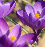 Krokus (Frühlings)  Crocus vernus 'Flower Record' (Frühlings-Krokus) – Stinsenpflanze