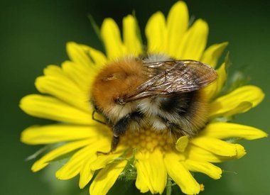 DORONICUM - Gämswurz