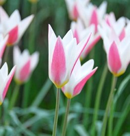 Tulpe (Wild)  Tulipa clusiana 'Lady Jane'