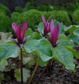 Wood trillium Trillium sessile