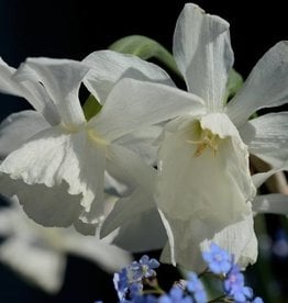 Daffodil Narcissus 'Thalia'