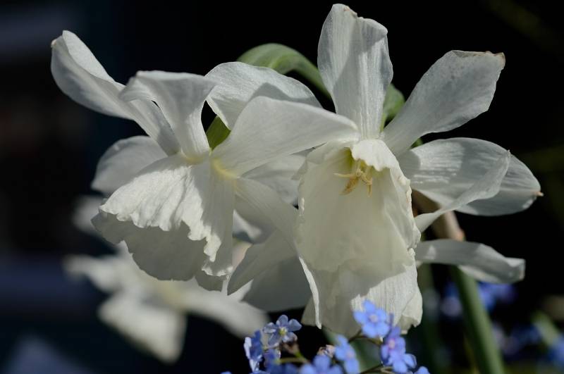 Daffodil Narcissus 'Thalia'