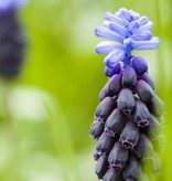 Grape hyacinth (Broad-leaved) Muscari latifolium (Broad-leaved grape hyacinth) - Stinzenplant