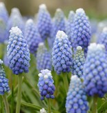 Grape hyacinth  Muscari aucheri 'Ocean Magic' (Grape hyacinth)