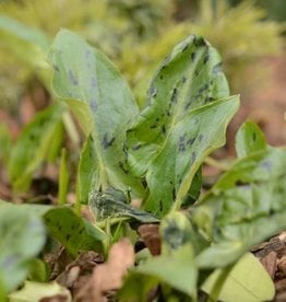 Arum Arum maculatum