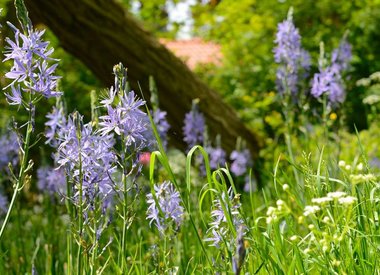 CAMASSIA - Camass