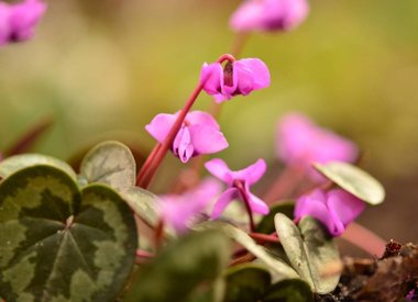 CYCLAMEN - Cyclamen