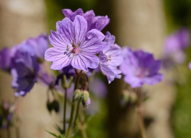 GERANIUM - Cranesbill