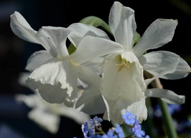 NARCISSUS - Daffodil