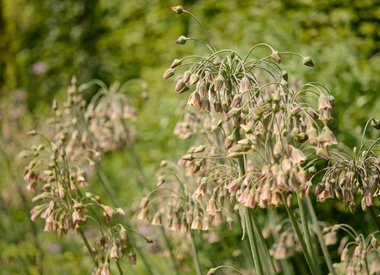 NECTAROSCORDUM - Sicilian Honey Garlic