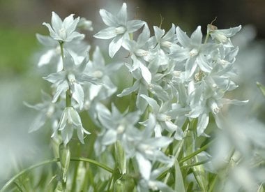 ORNITHOGALUM - Star of Bethlehem