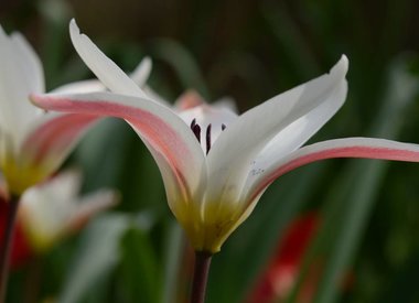 TULIPA - Tulip