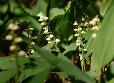 CONVALLARIA - Lily of the valley