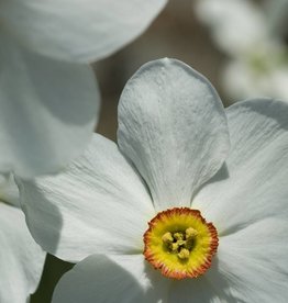 Daffodil (Old pheasant’s eye) Narcissus poeticus var. recurvus, ECO