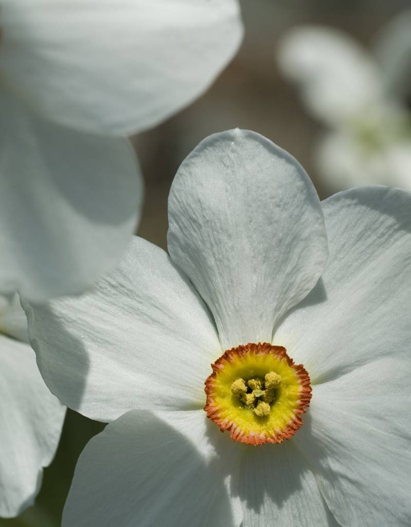 Daffodil (Old pheasant’s eye) Narcissus poeticus var. recurvus, ECO (Old pheasant’s eye) - Stinzenplant