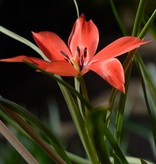 Tulip (Wild) Tulipa linifolia, ECO