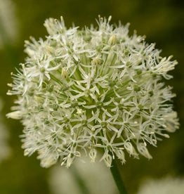 Ornamental onion Allium 'Mount Everest'