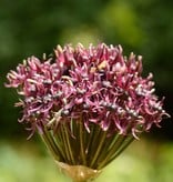 Ornamental onion Allium atropurpureum (ornamental onion)