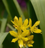 Onion Allium moly (Yellow garlic)