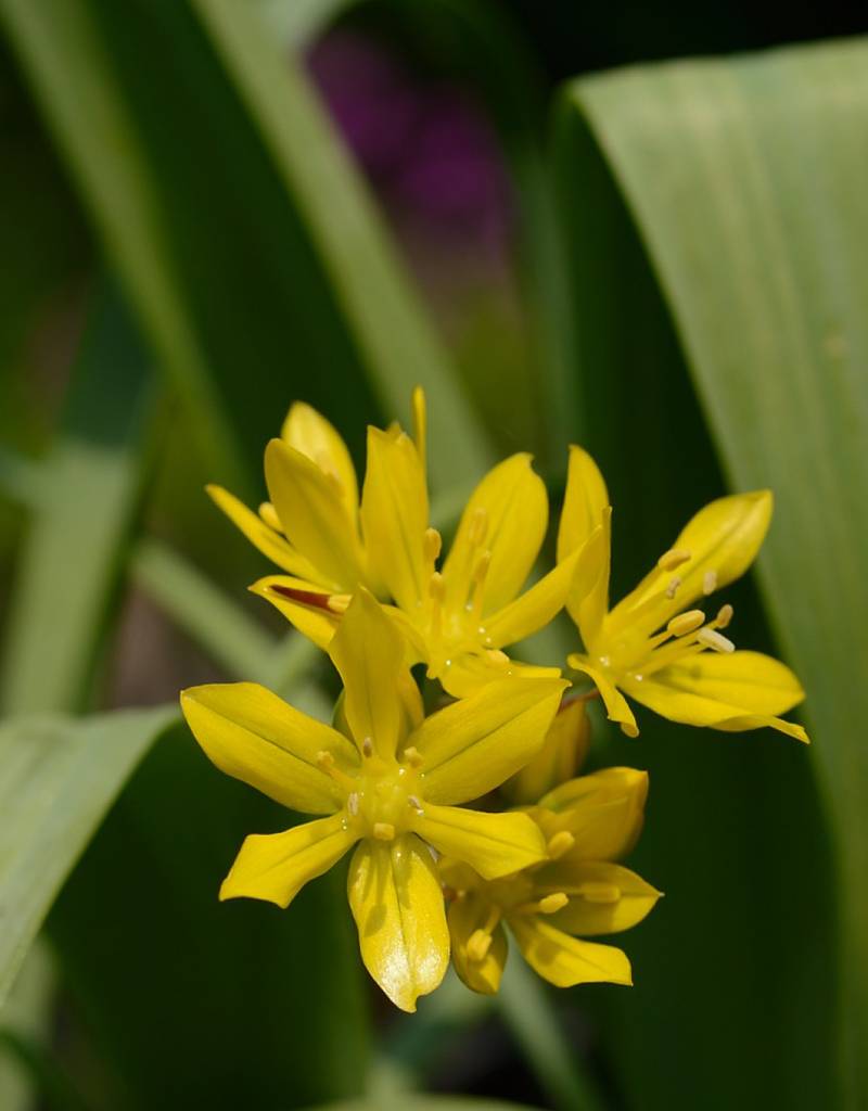 Onion Allium moly (Yellow garlic)