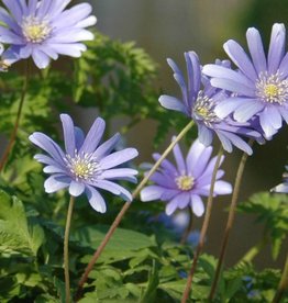 Anemone (Blue) Anemone apennina 'Petrovac'