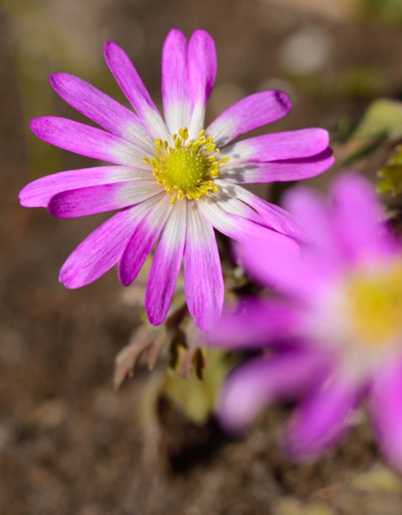 Anemone (Winter windflower) Anemone blanda 'Radar' (Winter windflower)