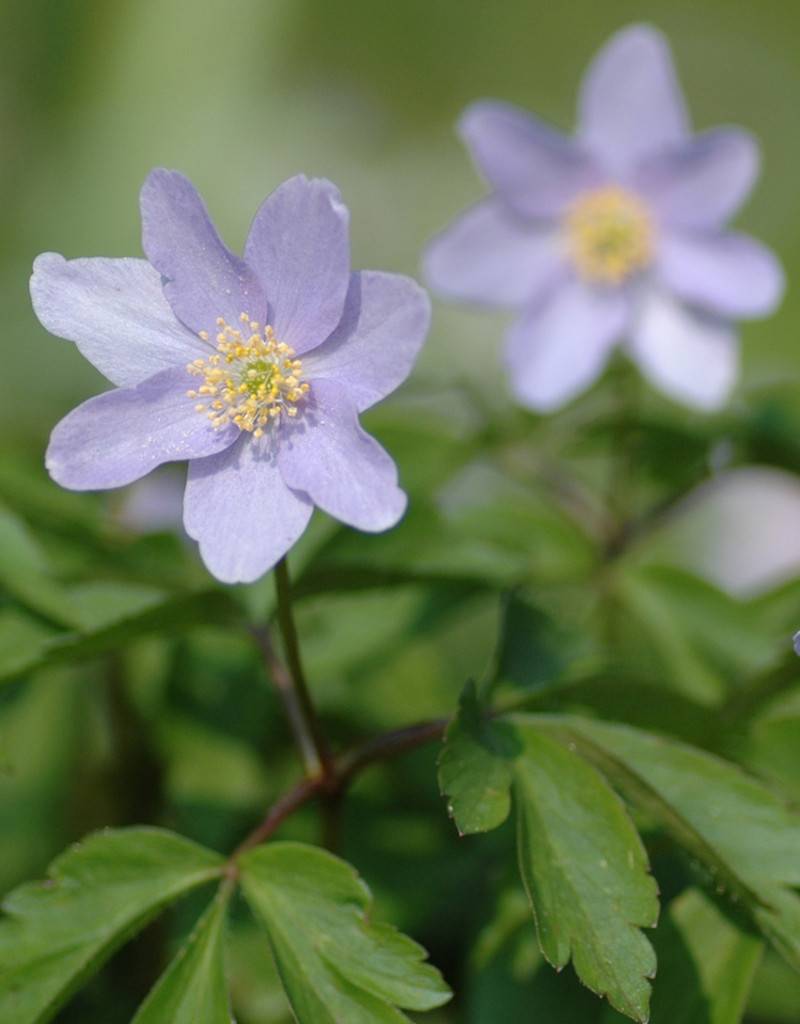 Anemone (Wood) Anemone nemorosa 'Robinsoniana' (Wood anemone) - Stinzenplant