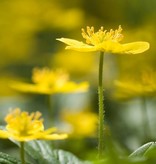 Anemone (Yellow) Anemone ranunculoides (Yellow wood anemone) - Stinzenplant