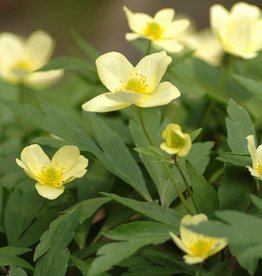 Anemone (Wood) Anemone x lipsiensis