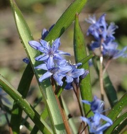 Squill (Alpine) Scilla bifolia, ECO