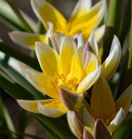 Tulip (Wild) Tulipa tarda, ECO