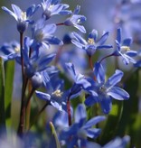 Glory of the snow Chionodoxa sardensis (Lesser glory of the snow) - Stinzenplant