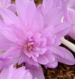 Meadow saffron Colchicum 'Waterlily'