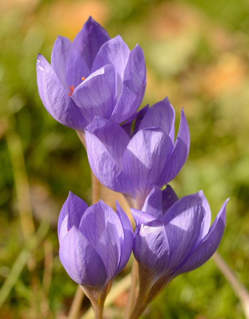 Crocus (Bieberstein's) Crocus speciosus (Bieberstein's crocus)