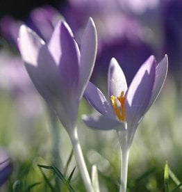 Crocus (Early) Crocus tommasinianus