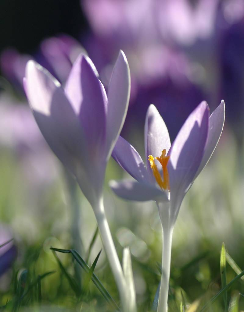 Crocus (Early) Crocus tommasinianus (Early crocus) - Stinzenplant