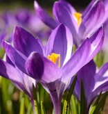 Crocus (Early) Crocus tommasinianus 'Ruby Giant' (Early crocus) - Stinzenplant