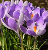 Crocus (Dutch) Crocus vernus 'Vanguard' (Dutch crocus) – Stinzenplant